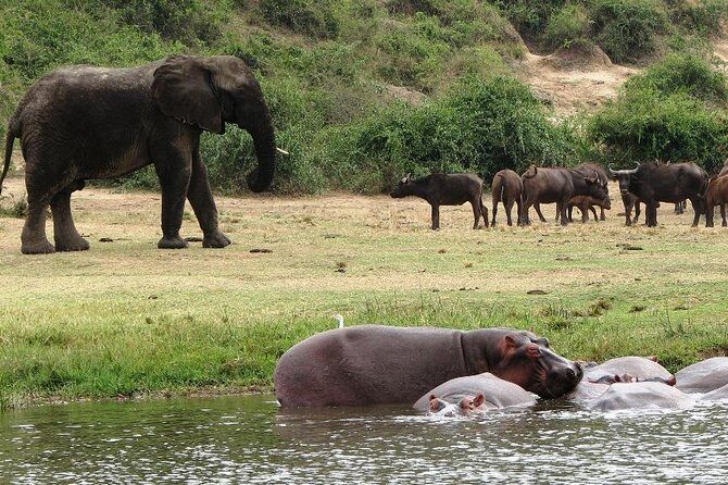 2 Days Safari To Queen Elizabeth National Park with Cruise - What Travelers Are Saying