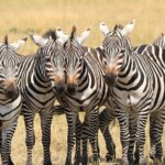 2 Days Safari to Tarangire & Lake Manyara - Why This Tour Is Worth Considering