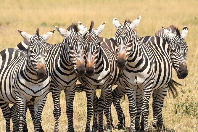 2 Days Safari to Tarangire & Lake Manyara - Why This Tour Is Worth Considering