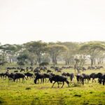 2 Days Safari Tour in Tarangire and Ngorongoro Crater - What’s Included and What to Consider