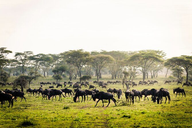 2 Days Safari Tour in Tarangire and Ngorongoro Crater - What’s Included and What to Consider