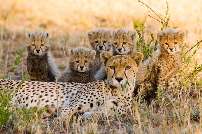 2-Days Safari Tour in Tarangire & Ngorongoro Crater - FAQs