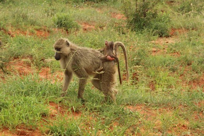 2 Days Safari Tsavo East - Frequently Asked Questions
