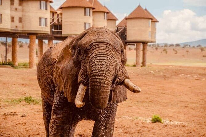 2 Days Salt Lick Safari Tour - Accommodation: Salt Lick Lodge vs. Taita Hills