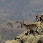 2 Days Simien Mountains Trekking - What’s Included and What to Consider