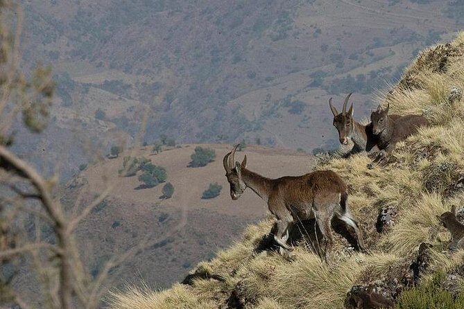 2 Days Simien Mountains Trekking - What’s Included and What to Consider