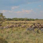 2 Days Tanzania Midrange Group Join Safari - What Makes This Safari Stand Out?