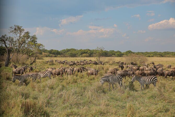 2 Days Tanzania Midrange Group Join Safari - What Makes This Safari Stand Out?