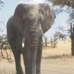 2 Days Tanzania Safari - Lake Manyara and Tarangire National Park - Who Will Love This Safari?