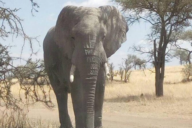 2 Days Tanzania Safari - Lake Manyara and Tarangire National Park - Who Will Love This Safari?
