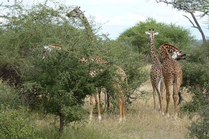 2 Days Tanzania Safari - Authentic Insights from Reviewers