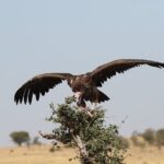 2 Days Tarangire and Ngorongoro Group Camping Safari - Authentic Insights from Past Travelers