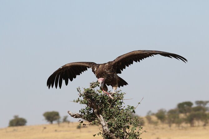 2 Days Tarangire and Ngorongoro Group Camping Safari - Authentic Insights from Past Travelers