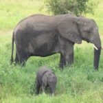 2 Days Tarangire and Ngorongoro Mid-Range Group Safari - Detailed Itinerary Breakdown
