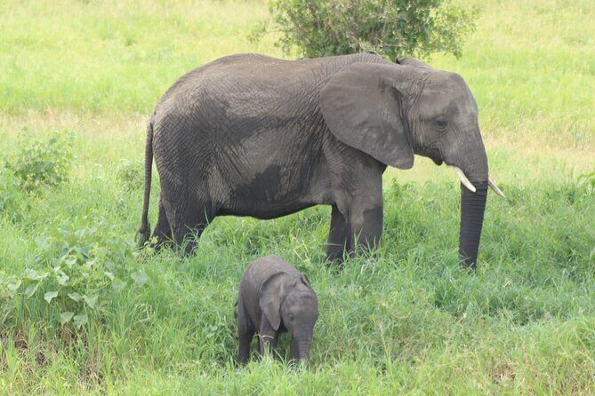 2 Days Tarangire and Ngorongoro Mid-Range Group Safari - Detailed Itinerary Breakdown