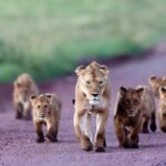 2 Days Tarangire & Ngorongoro Budget Safari Tour Tanzania - Why Choose This Tour?