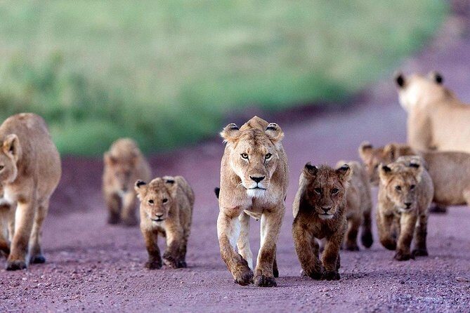 2 Days Tarangire & Ngorongoro Budget Safari Tour Tanzania - Why Choose This Tour?