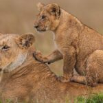 2 Days Theatre of The Wild Tsavo Experience - What’s Included and What’s Not