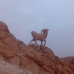 2 Days Tour of the Sahara from Hammamet - Who Is This Tour Best For?
