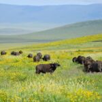 2 days Tour Tarangire & Ngorongoro - Day 1: Tarangire National Park – The Elephant Playground