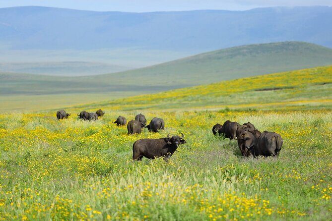 2 days Tour Tarangire & Ngorongoro - Day 1: Tarangire National Park – The Elephant Playground