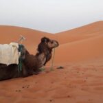 2 days trip from Fez to the desert, including a night in the Haima - Exploring the 2-Day Fez to Sahara Tour in Detail