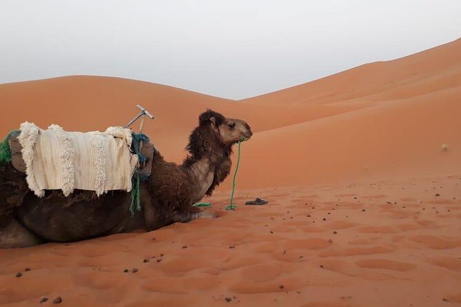 2 days trip from Fez to the desert, including a night in the Haima - Exploring the 2-Day Fez to Sahara Tour in Detail