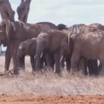 2 Days Tsavo East and Ngutuni Sanctuary starting from Mombasa. - FAQs