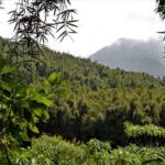 2 days Uganda Gorilla trekking - Analyzing the Value: Is It Worth the Price?