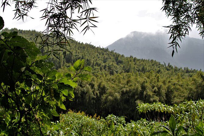 2 days Uganda Gorilla trekking - Analyzing the Value: Is It Worth the Price?