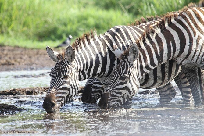 2 Days Wildlife game drives Through Tarangire and Ngorongoro Crater - What’s Included and What’s Not