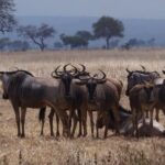 2 Days Wildlife Safari in Mikumi National Park - What’s Included and What to Consider