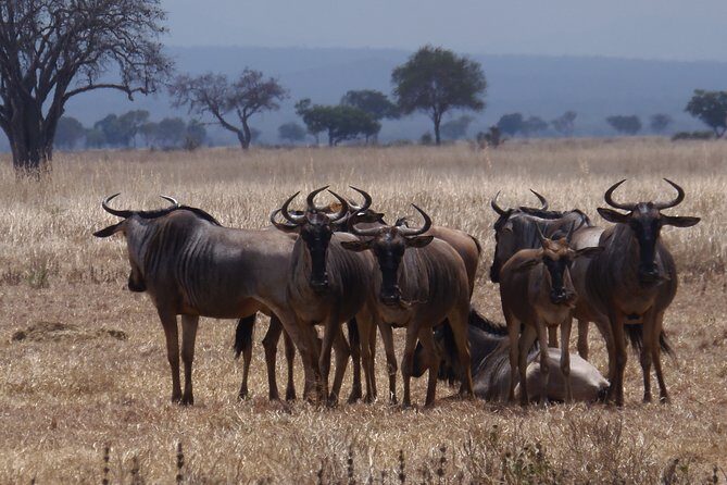 2 Days Wildlife Safari in Mikumi National Park - What’s Included and What to Consider