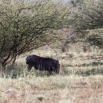 2 Days Wildlife Safari to Awash National Park - An In-Depth Look at the 2-Day Safari Experience