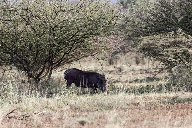 2 Days Wildlife Safari to Awash National Park - An In-Depth Look at the 2-Day Safari Experience