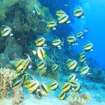 2 Dive Stops Intro Scuba Diving With Lunch & Transfer - Hurghada - What Sets This Tour Apart?