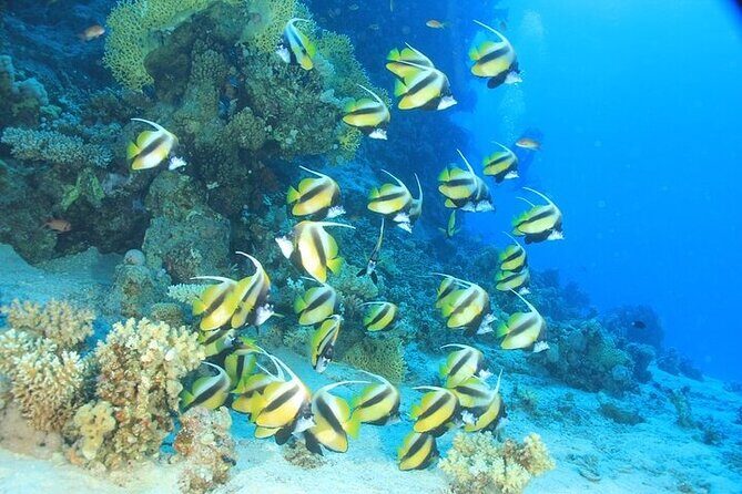 2 Dive Stops Intro Scuba Diving With Lunch & Transfer - Hurghada - What Sets This Tour Apart?