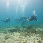 2 Dives for Certified Divers in Fujairah with lunch & transfer - Exploring the Itinerary: What to Expect on Your Day in Fujairah
