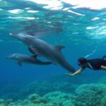 2 Diving stops at the most beautiful coral reefs Hurghada - Authentic Traveler Insights