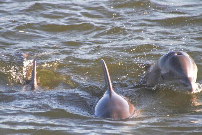 2-Hour Dolphin and Nature Eco Tour from Orange Beach - The Itinerary in Depth