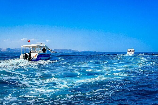 2 Hour Dolphin Watching Experience in Muscat - Pricing and Value