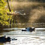 2-Hour Game Drive at the Plettenberg Bay Game Reserve - The Value of the Experience