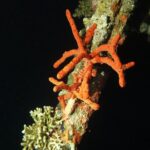 2 Hour Private Night Diving in the Red Sea of Aqaba - Final Thoughts