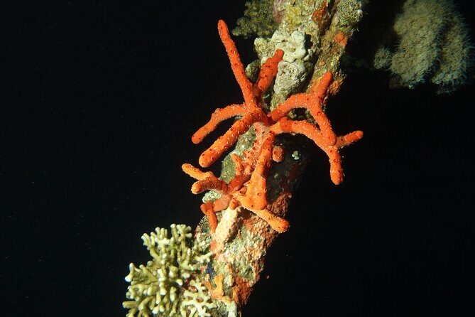 2 Hour Private Night Diving in the Red Sea of Aqaba - Final Thoughts