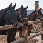 2 Hour Trail Ride to Little Petra-Morning or Sunset - FAQs About the Little Petra Trail Ride