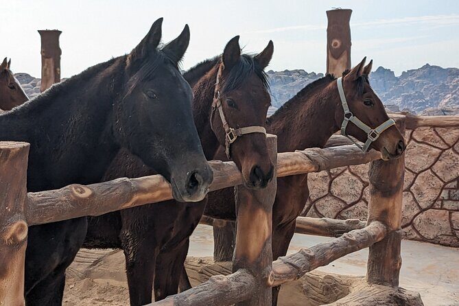 2 Hour Trail Ride to Little Petra-Morning or Sunset - FAQs About the Little Petra Trail Ride