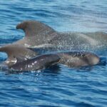 2 hour trip to see whales dolphins puerto colon adeje - The Meeting Points and Logistics