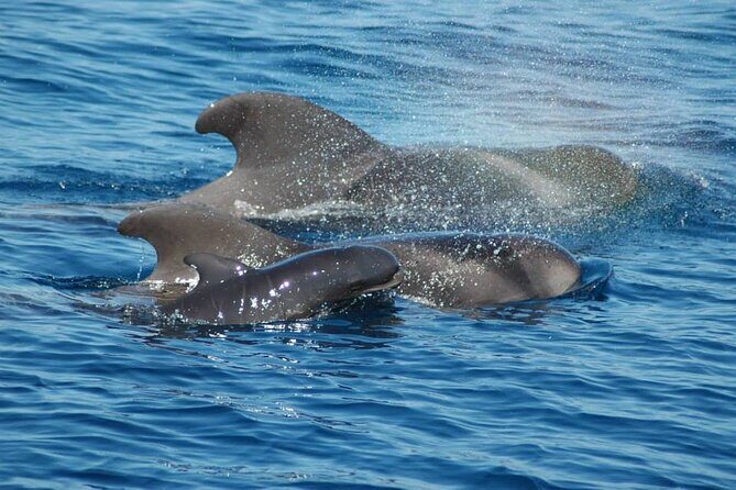 2 hour trip to see whales dolphins puerto colon adeje - The Meeting Points and Logistics