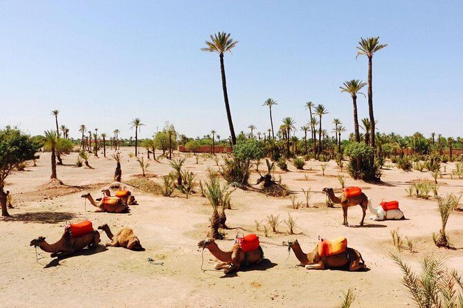 2 Hours Camel Ride in The Famous Marrakech Palm Groves and Berber Villages - Authentic Reviews and Insights