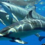 2-Hours Dolphin Excursion in Mauritius - Practical Tips for Travelers